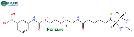PBA-PEG-Biotin,苯硼酸PEG生物素