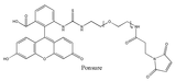 FITC-PEG-MAL,荧光素PEG马来酰亚胺