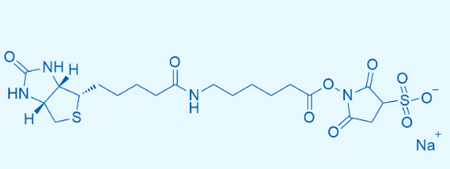 Sulfo-NHS-LC-Biotin，6-[生物素酰氨基]己酸磺基琥珀酰亚胺酯